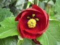 Red Abutilon Lucky Lantern Flower