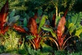 Red Abyssinian Banana Ensete Ventricosum Maurelii Planted in Public Park. Leaves of a tropical plant in the rays of the setting