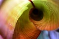 Red Abyssinian Banana Leaf Curl - abstract Royalty Free Stock Photo