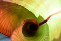 Red Abyssinian Banana Leaf Curl - abstract Royalty Free Stock Photo