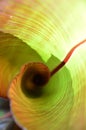 Red Abyssinian Banana Leaf Curl - abstract Royalty Free Stock Photo