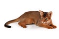 Red abyssinian cat Royalty Free Stock Photo