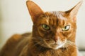 Red Abyssinian cat closeup Royalty Free Stock Photo