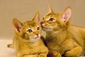 RED ABYSSINIAN DOMESTIC CAT, ADULT WITH KITTEN