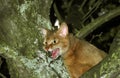 Red Abyssinian Domestic Cat, Adult standing on Tree, Meowing Royalty Free Stock Photo