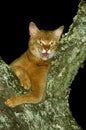 Red Abyssinian Domestic Cat, Adult standing in Tree, Meowing Royalty Free Stock Photo