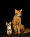 Red Abyssinian Domestic Cat, Mother and Kittens Suckling