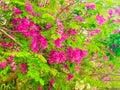 Red locust flower refers to pink and Red Locust flowers. This kind of locust flower is generally not eaten and is mainly used for Royalty Free Stock Photo