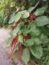 Red acalypha hispida flower houseplant