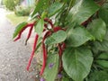 Red acalypha hispida flower houseplant