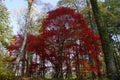 Red acer - autumn