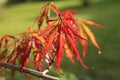 Red acer in pot garden plant