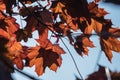 Red acer tree leaves backlit by strong summer sun