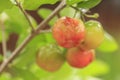 Red acerola cherry on tree Royalty Free Stock Photo