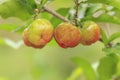 Red acerola cherry on tree Royalty Free Stock Photo