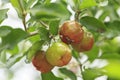 Red acerola cherry on tree Royalty Free Stock Photo