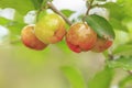 Red acerola cherry on tree