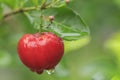 Red acerola cherry on tree Royalty Free Stock Photo