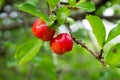 Red acerola with water drops