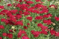 Red Achillea millefolium Pomegranate Flower Royalty Free Stock Photo