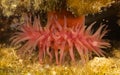 Red actinia Royalty Free Stock Photo