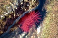 Red actinia Royalty Free Stock Photo