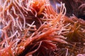 Red Actinia Royalty Free Stock Photo