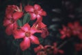 Red adenium blooming in park.