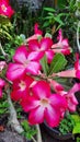 Red Adenium Flower Royalty Free Stock Photo