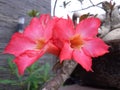 A red Adenium flower is blooming