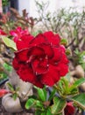 This red adenium flower is very beautiful