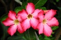 Red adenium flowers Royalty Free Stock Photo