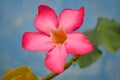 red Adenium flowers in the garden