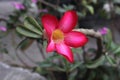 A red adenium flowers blooming in garden. Adenium obesum also known as desert rose Royalty Free Stock Photo