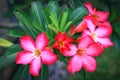 Red adenium flowers with green leaves background Royalty Free Stock Photo