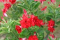 Red Adenium Obesum or Desert rose flower in the garden Royalty Free Stock Photo