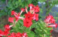 Red Adenium Obesum or Desert rose flower in the garden Royalty Free Stock Photo