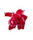 Red Adenium obesum, Desert-rose Flower isolated on white Royalty Free Stock Photo