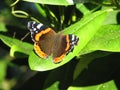 Red admiral Royalty Free Stock Photo