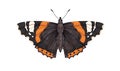 Red admiral admirable, butterfly species. Vanessa Atalanta, flying insect, pretty moth with wings drawn in vintage retro