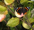 The red admiral on an apple