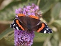 Red Admiral Royalty Free Stock Photo
