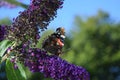 Red admiral