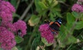 Red Admiral with broken wing Royalty Free Stock Photo