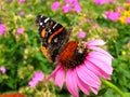 Red Admiral and Bumblebee Royalty Free Stock Photo