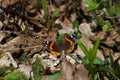 Red Admiral butterfly sitting on the forest floor.