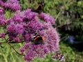 Red Admiral butterfly on a flower Royalty Free Stock Photo