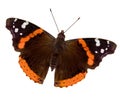 Red Admiral Butterfly