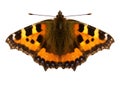 Red Admiral Butterfly