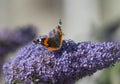 Red Admiral